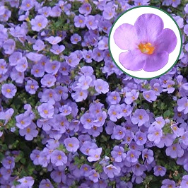 [600S665V] Bacopa P12 Blue