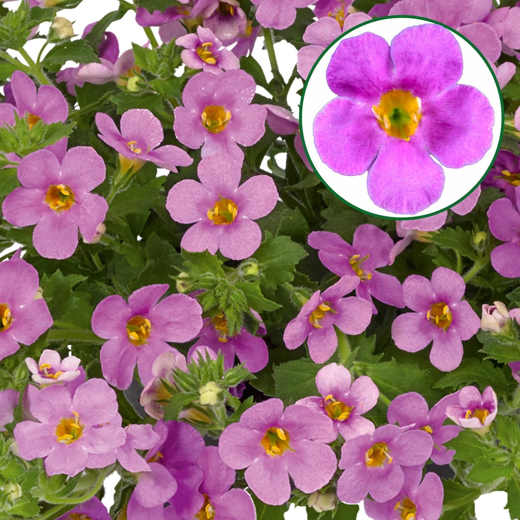 [600S1663V] Bacopa P12 Pink