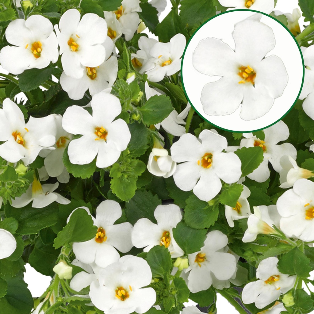 [600S2427V] Bacopa P12 White