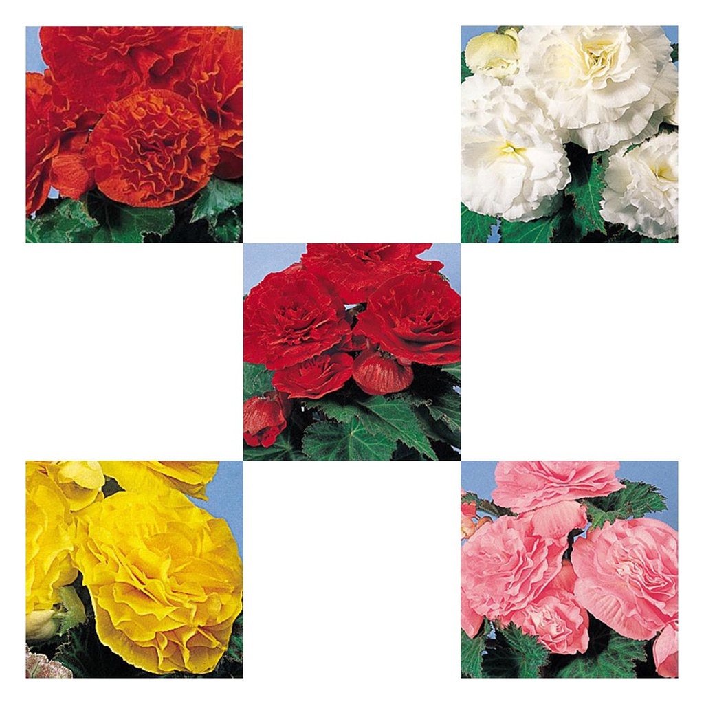 [603S1089V] Begonia knol P12 Divers