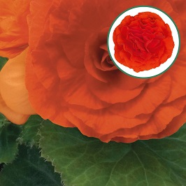 [603S674V] Begonia knol P12 tub. Orange