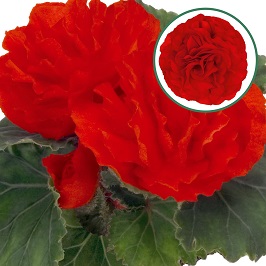 [603S676V] Begonia knol P12 tub. Red