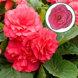 [603S675V] Begonia knol P12 tub. Rose