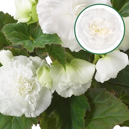 [603S677V] Begonia knol P12 tub. White