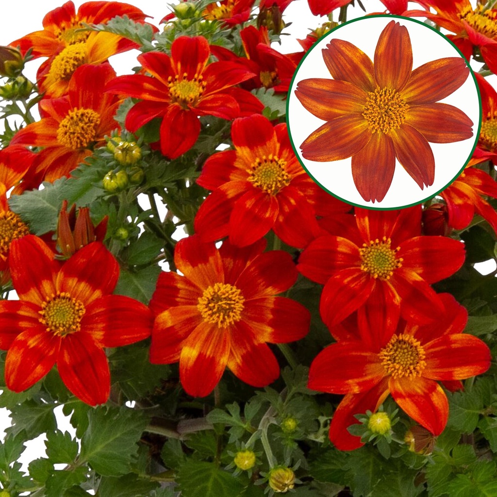 [1582S3223V] Bidens P12 Bee happy Red