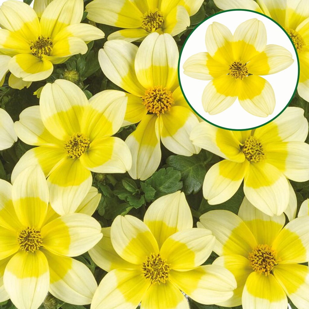 [1582S3222V] Bidens P12 Blazing yellow splash