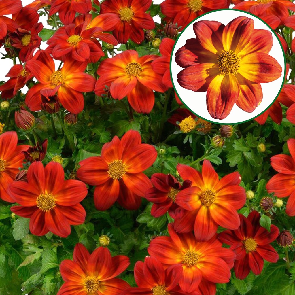 Bidens P12 Red yellow centr