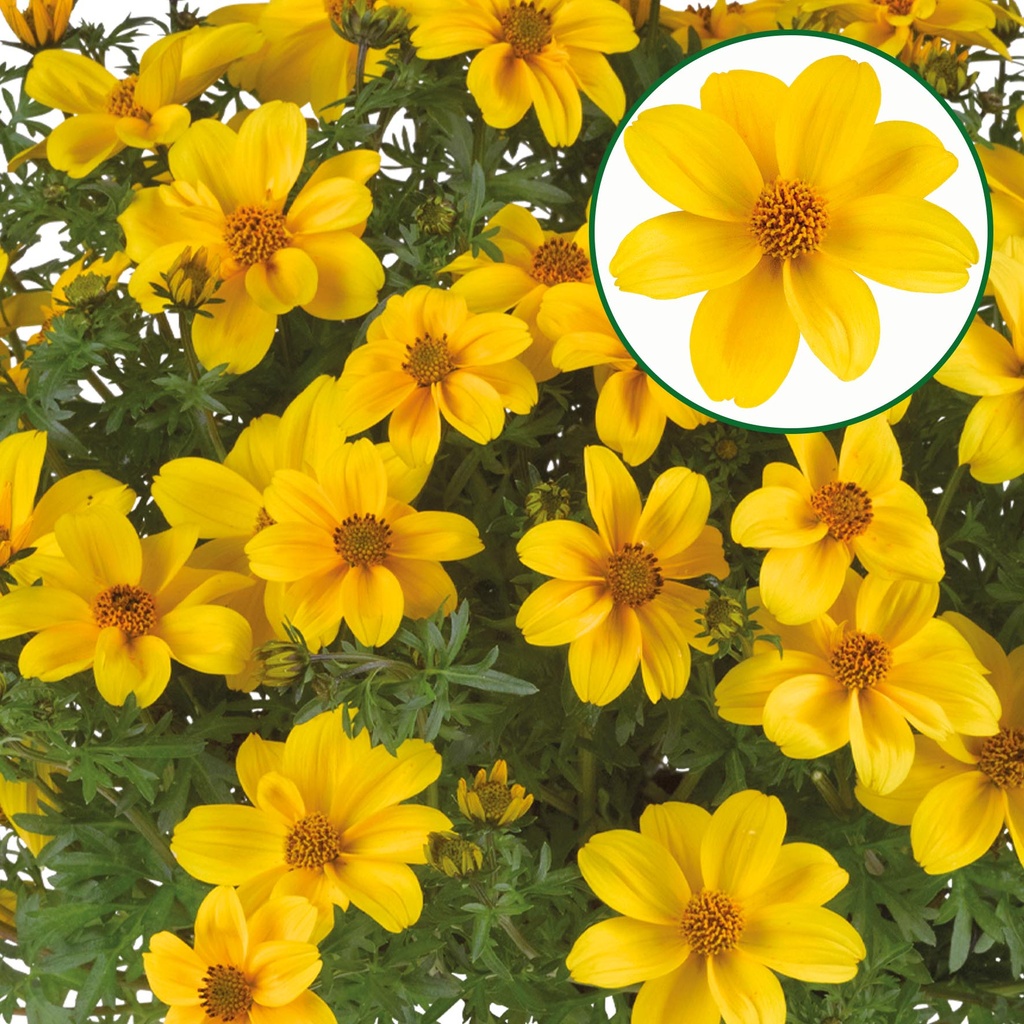 Bidens P12 Sixby Sun