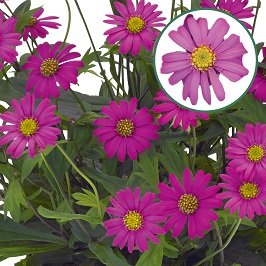 Brachycome P12 Magenta Delight