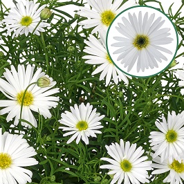 Brachycome P12 White