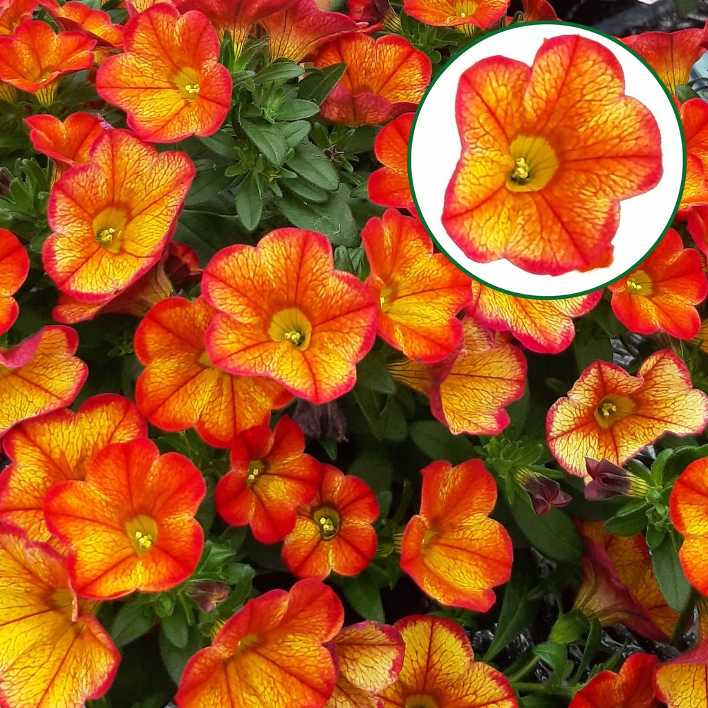 Calibrachoa P12 Bakari