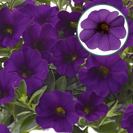 Calibrachoa P12 Blue