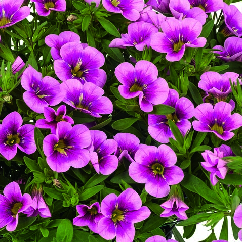 Calibrachoa P12 Bumble Bee hot pink