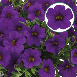 Calibrachoa P12 Deep blue