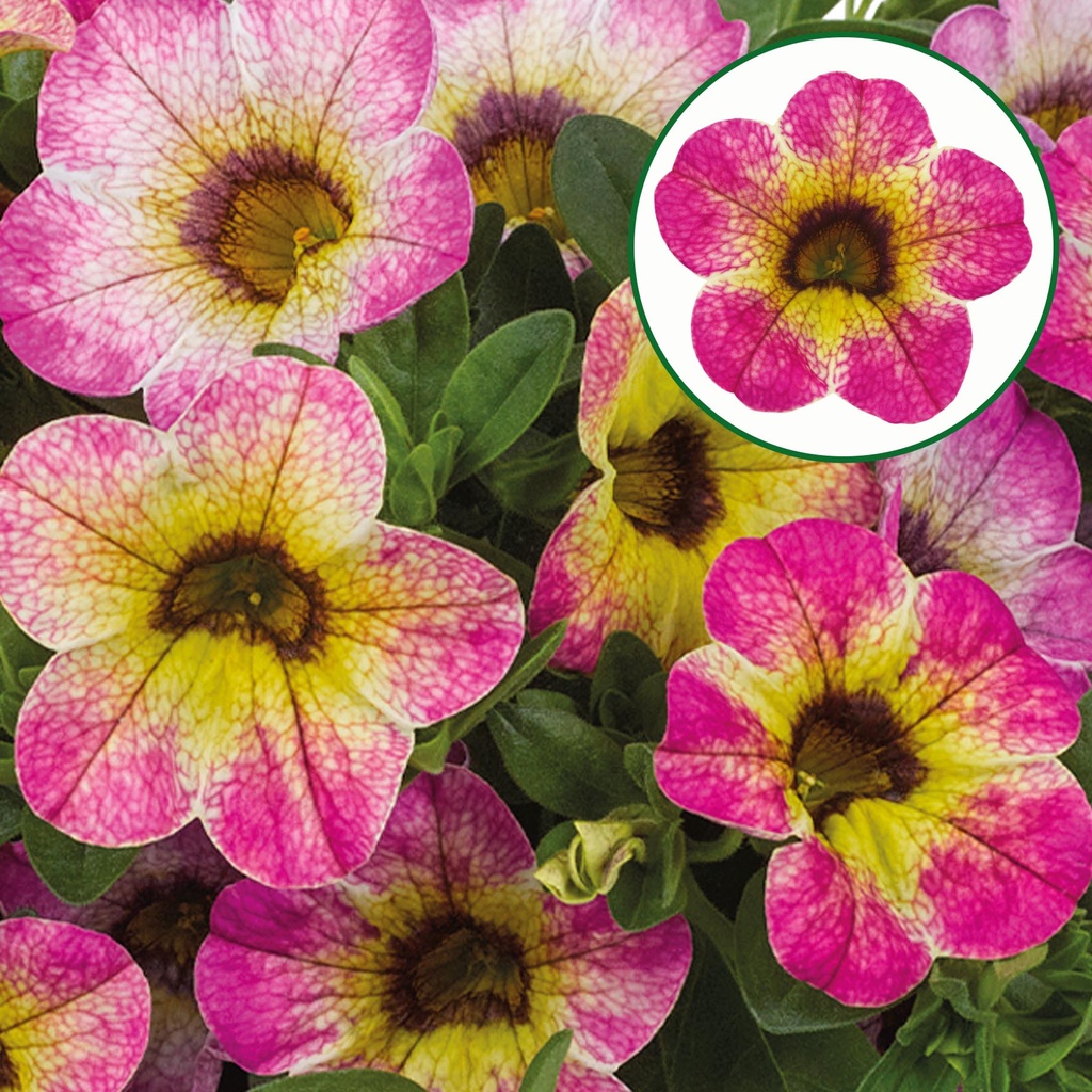 Calibrachoa P12 Diva Cherry