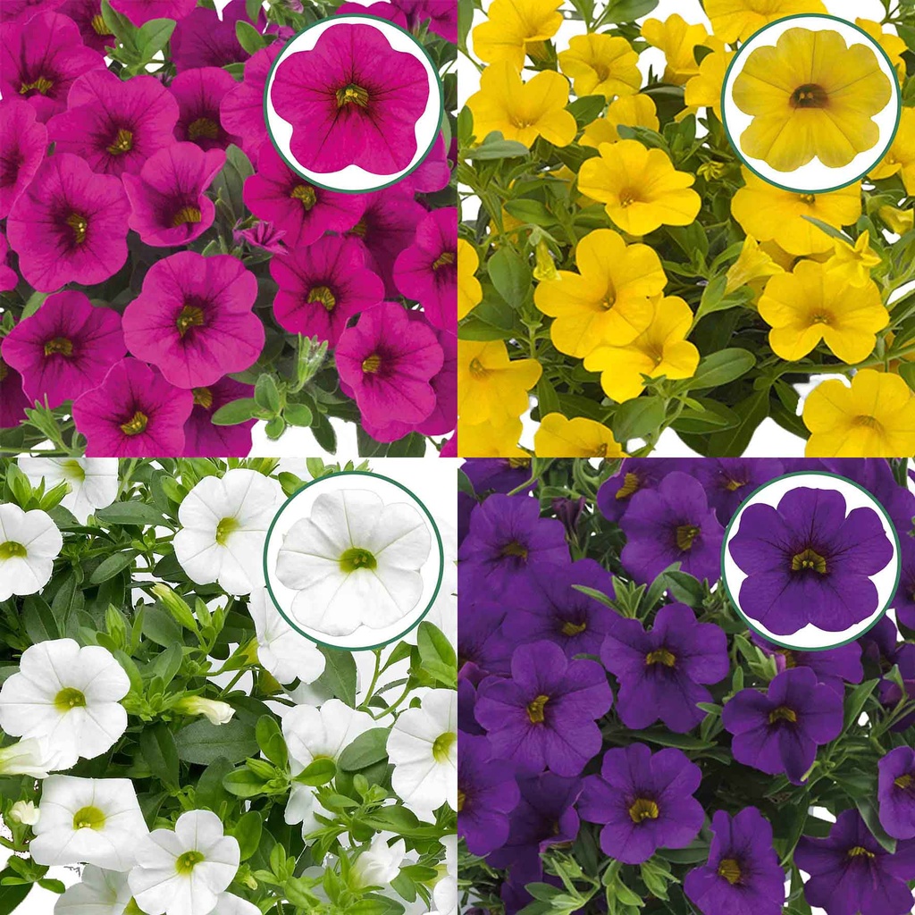 Calibrachoa P12 Divers