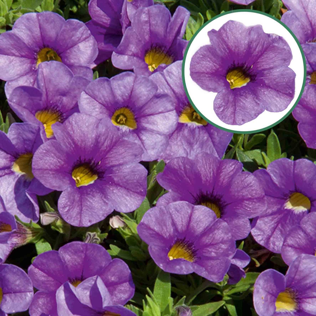 Calibrachoa P12 Early Blue