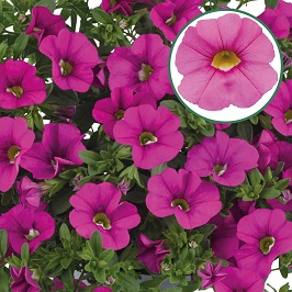 Calibrachoa P12 Early Pink