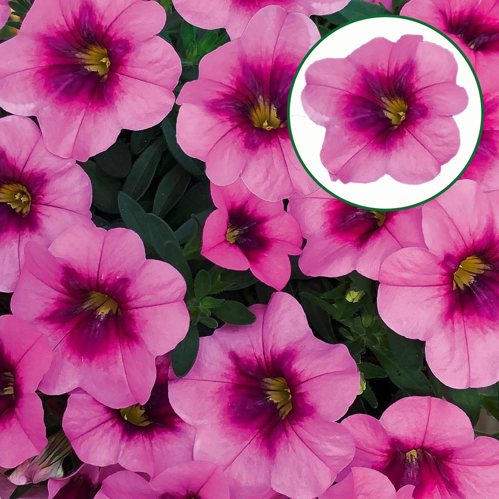 Calibrachoa P12 Glamour