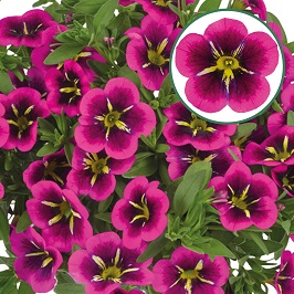 Calibrachoa P12 Good Night Kiss
