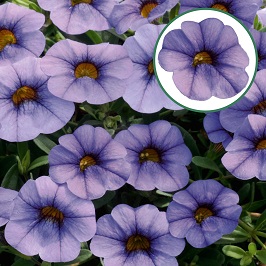 Calibrachoa P12 Light Blue Vein
