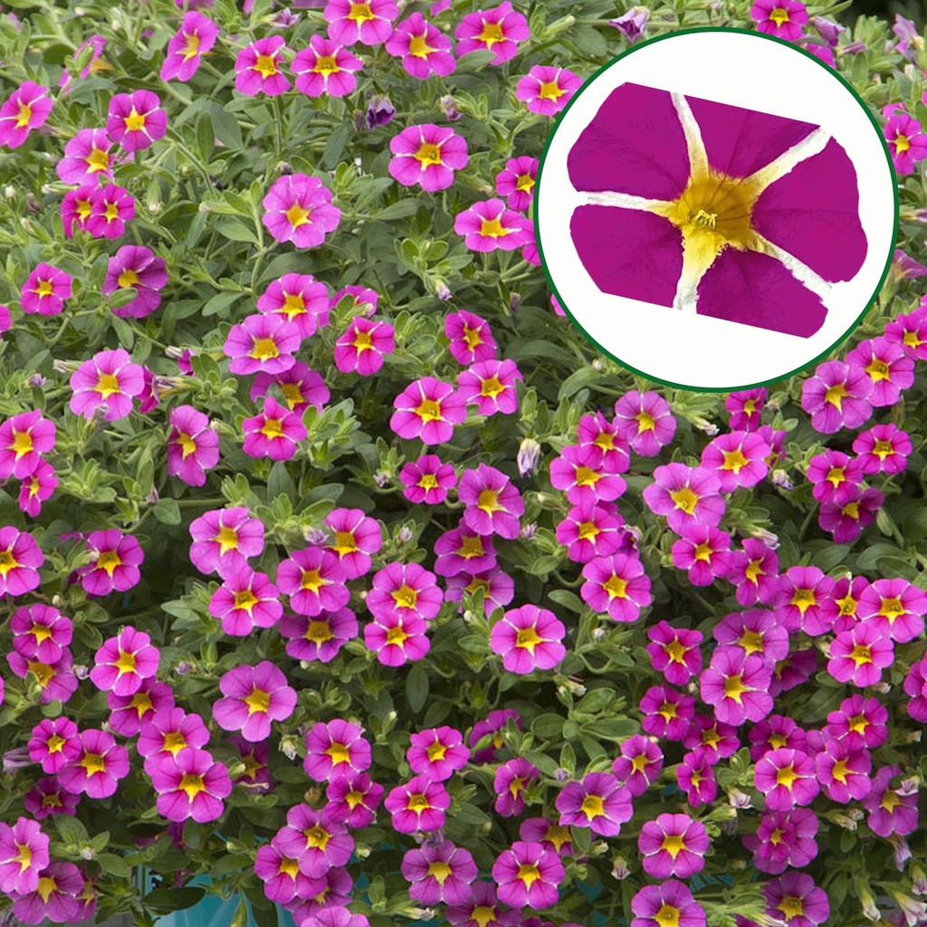 Calibrachoa P12 Magenta Island