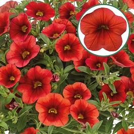 Calibrachoa P12 Orange