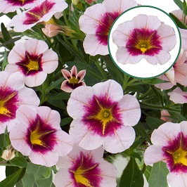 Calibrachoa P12 Pink Purple Splash