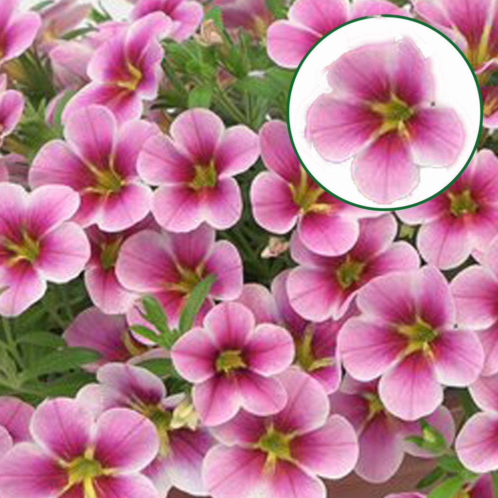 Calibrachoa P12 Pink barbados