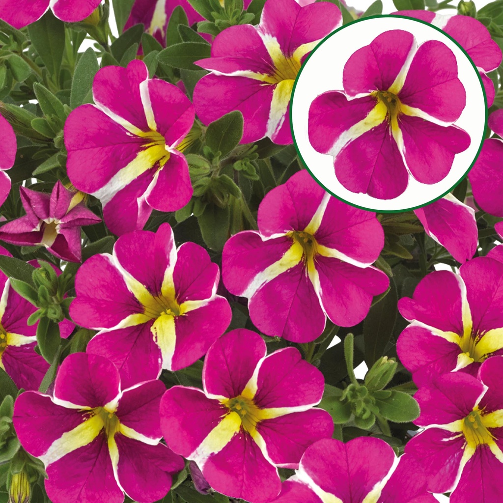 Calibrachoa P12 Pink star