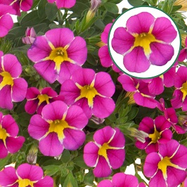 Calibrachoa P12 Rave Pink