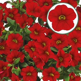 Calibrachoa P12 Red