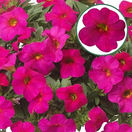 Calibrachoa P12 Rose with eye