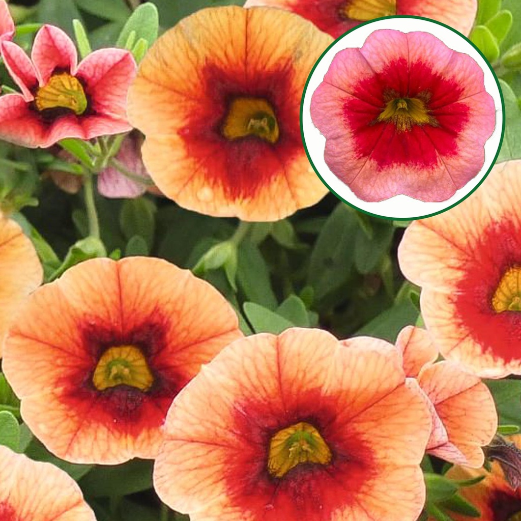 Calibrachoa P12 Smoothy