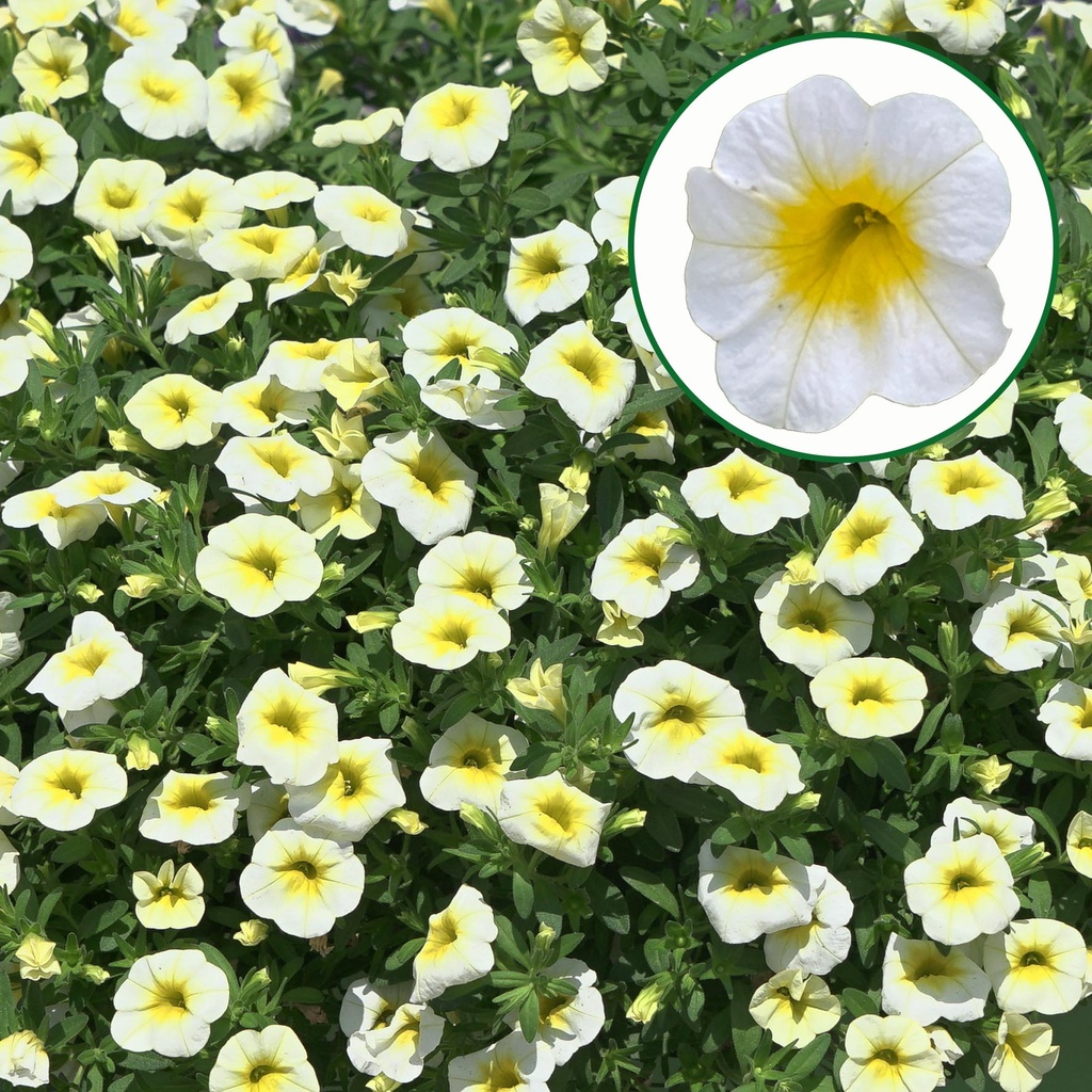 Calibrachoa P12 Summer fresh