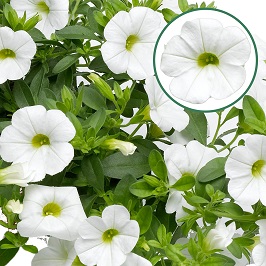 Calibrachoa P12 White