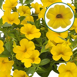 Calibrachoa P12 Yellow