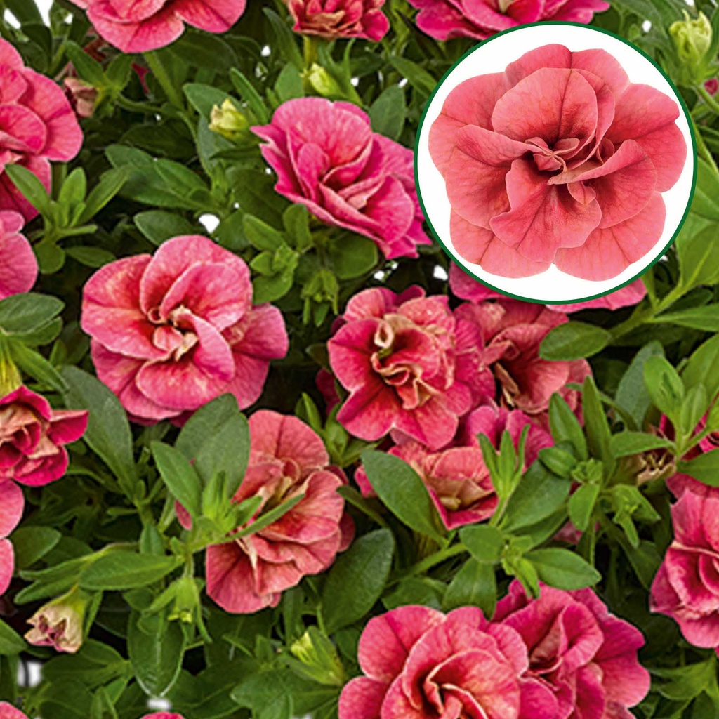Calibrachoa double P12 Apricot