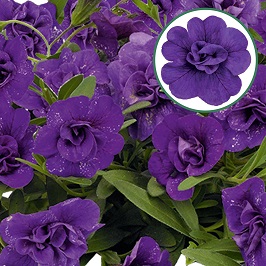 Calibrachoa double P12 Blue
