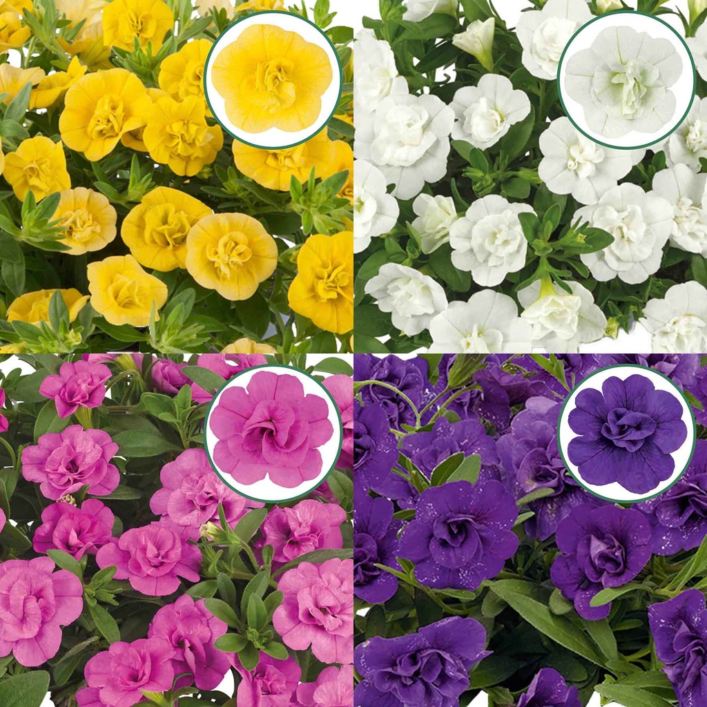 Calibrachoa double P12 Divers