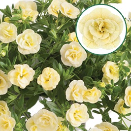 Calibrachoa double P12 Lemon