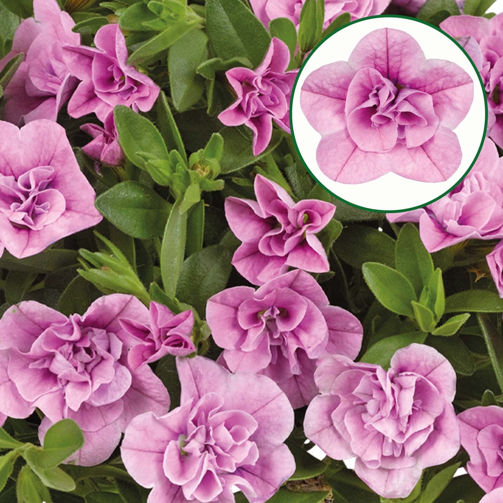 Calibrachoa double P12 Light pink