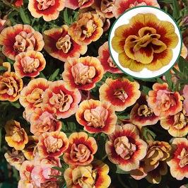 Calibrachoa double P12 Orange tastic
