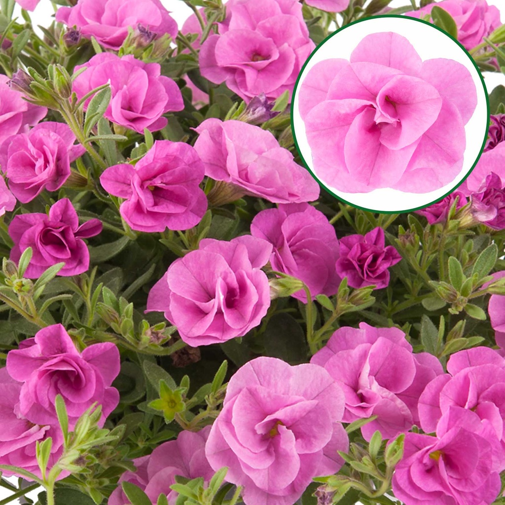 Calibrachoa double P12 Pink
