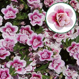 Calibrachoa double P12 Pink Tastic