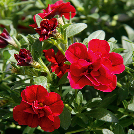 Calibrachoa double P12 Red