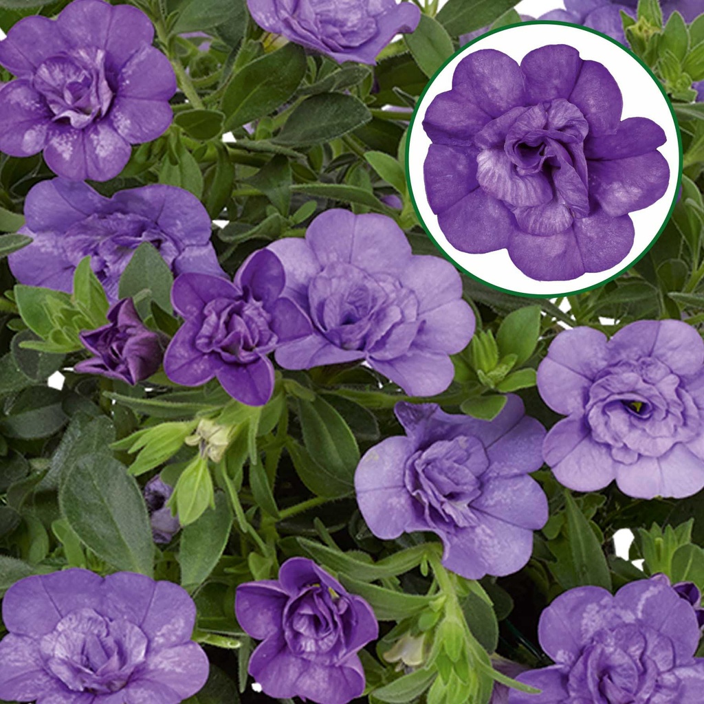 Calibrachoa double P12 Sky Blue