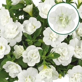 Calibrachoa double P12 White