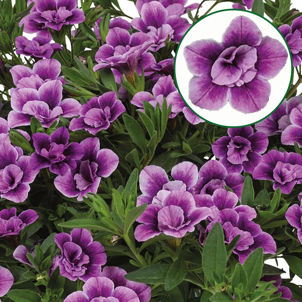 Calibrachoa double P12 special purple bicolor