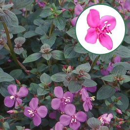 Centradenia P12 cascade